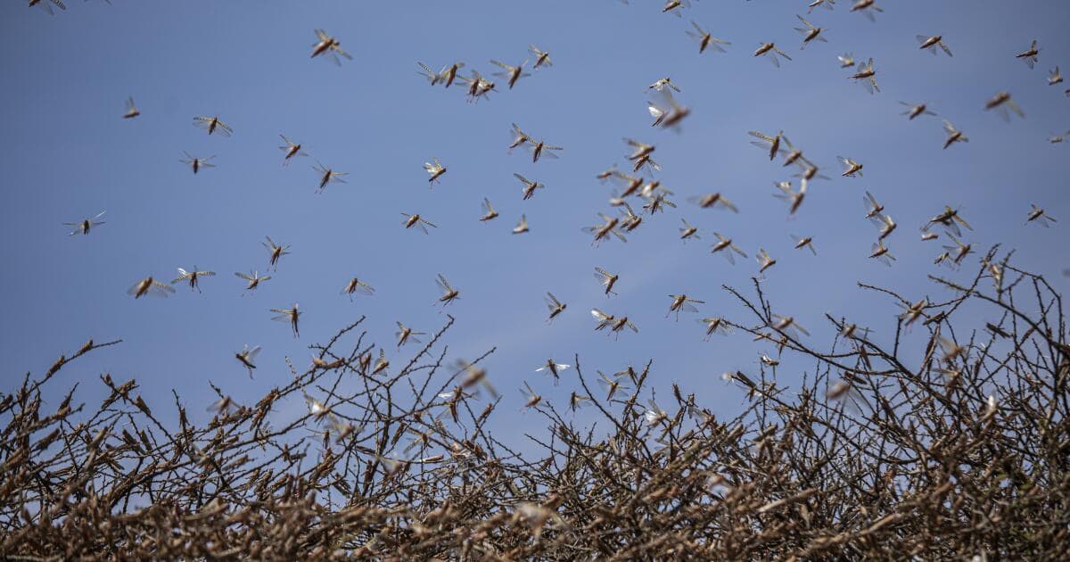 Like a biblical plague, locusts swarm East Africa, laying waste to crops and livelihoods