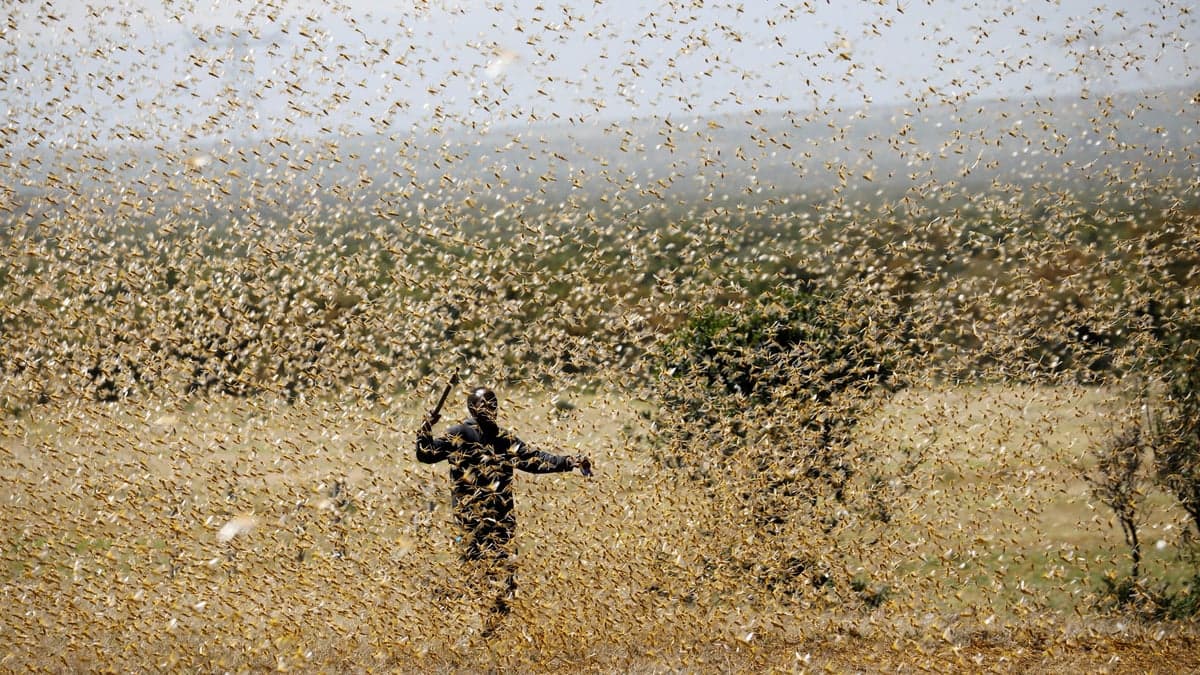 Two new generations of locusts are set to descend on East Africa—400 times stronger