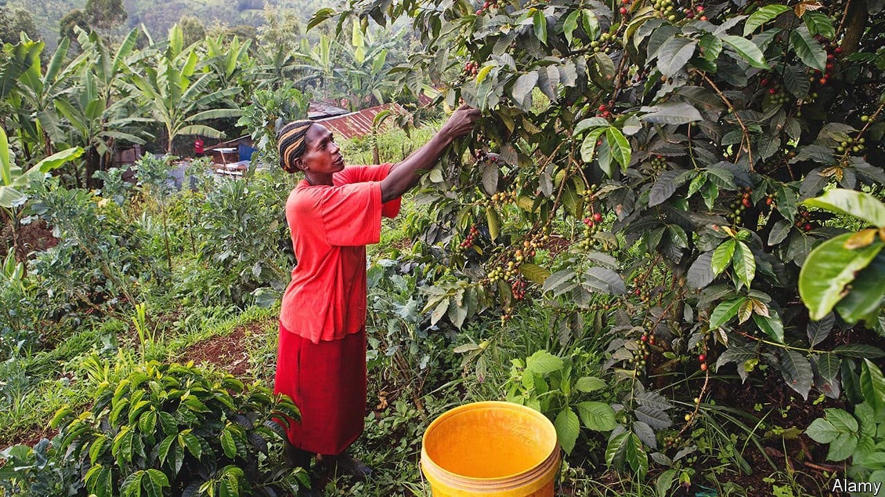 Why Global Warming Threatens East African Coffee